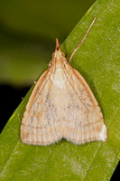 Common pyralid - Udea lutealis