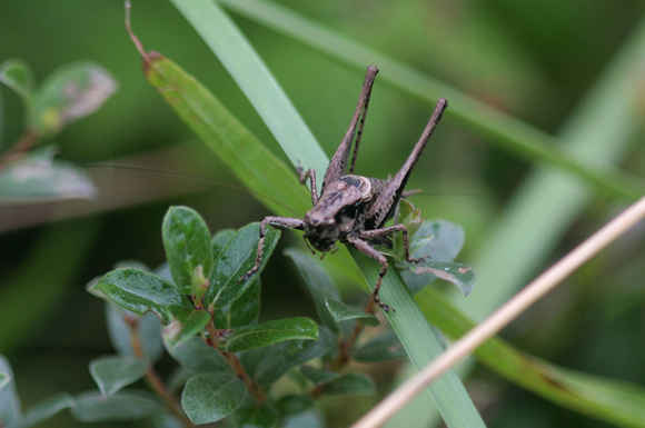 Dark bush cricket - Pholidoptera griseoaptera