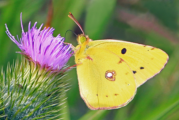 Aug 13 - Clouded yellow