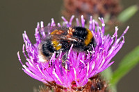Buff tailed bumblebee - Bombus terrestris