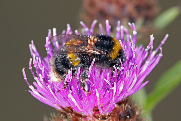 Buff tailed bumblebee - Bombus terrestris