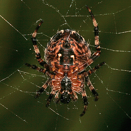 Garden spider - Araneus diadenatus