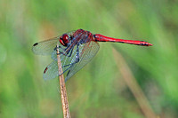 Red veined darter - Sympetrum fonscolombii