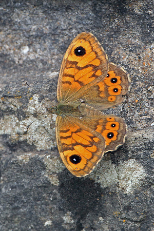 Wall brown - Lasiommata megera
