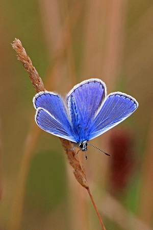Common blue butterfly - polyommatus icarus