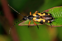 Longhorn beetle - Strangalia maculata