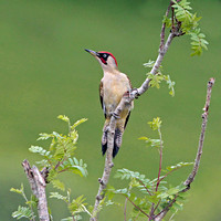 Green woodpecker - Picus viridus
