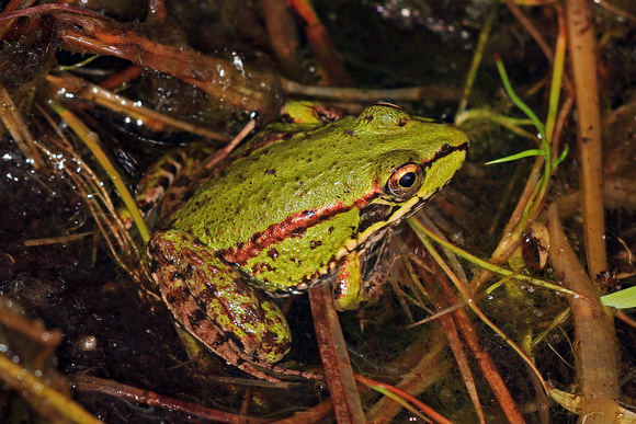 Iberian marsh frog - Rana perezi
