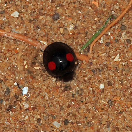 Kidney spot ladybird - Chilocorus renipustalatus