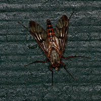 Snipe fly - Rhagio scolopaceus