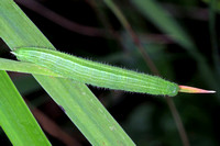 Speckled wood caterpillar - Pararge aegeria