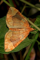Northern spinach - Eulithis  populata