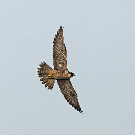 Sep 13 - Peregrine falcon