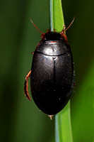 Water beetle - Acilius  sulcatus