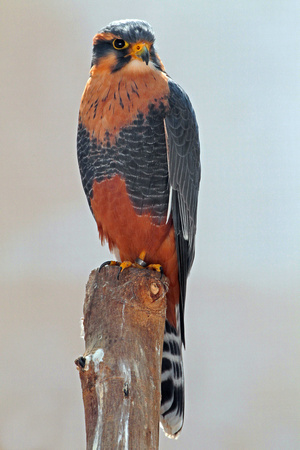 Aplomado falcon - Falco fermoralis