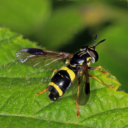 Hover fly - Chrysotoxum bicinctum