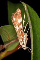 Brown china mark moth - Elophia  nymphaeata