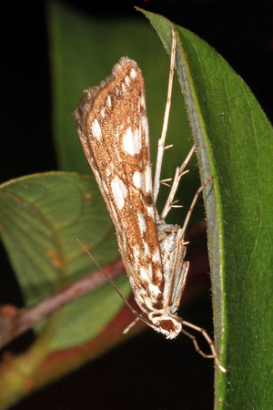 Brown china mark moth - Elophia  nymphaeata