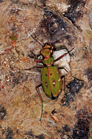 Green tiger beetle - Cicindela campestris
