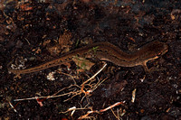 Common newt - Triterus vulgaris