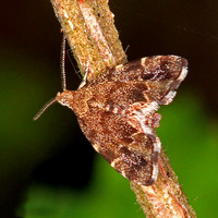 Common nettle tap moth - Anthophila fabriciana