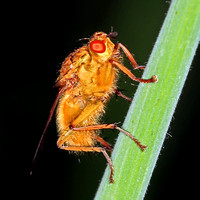 Orange dung fly