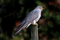 Cuckoo - Cuculus canorus