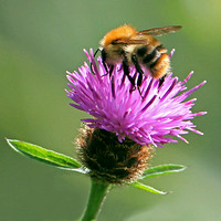 Brown banded carder bee