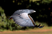 Grey eagle buzzard - Geranoaetus melanoleucas