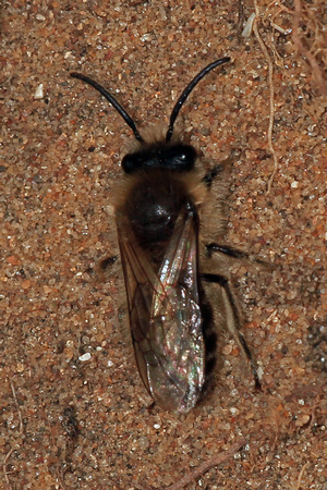 Mining bee - Andrena flavipes