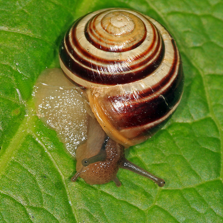 Brown lipped banded snail - Cepaea nemoralis