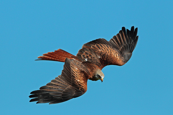 Red kite - Milvus milvus