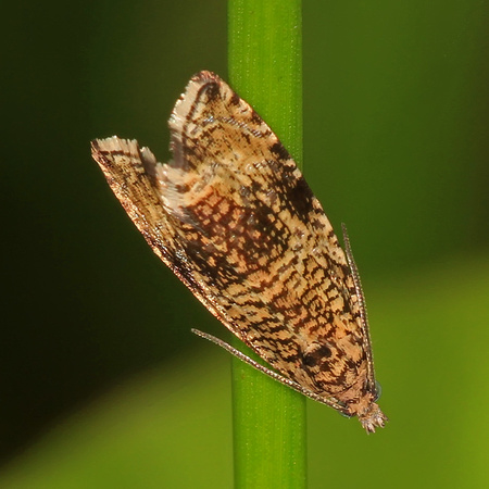 Micro moth - Celypha lacunana