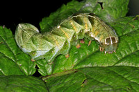 Dot moth caterpillar - Melanchra persicariae