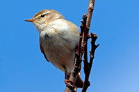 Willow warbler - Phylloscopus trochilus