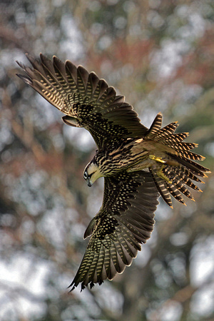 Saker falcon - Falco cherrug