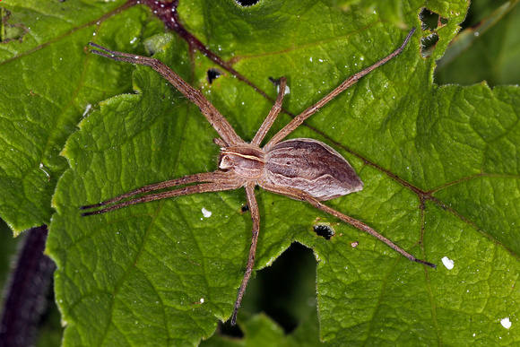 Nursery web spider - Pisaura mirabillis