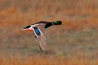 Mallard duck - Anas platyrhynchos