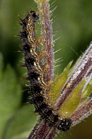 Small tortoiseshell caterpillar - Algais urticae