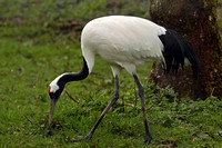 Red crowned crane - Grus japonensis
