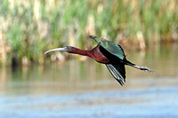 Glossy ibis - Plegadis falcinellus