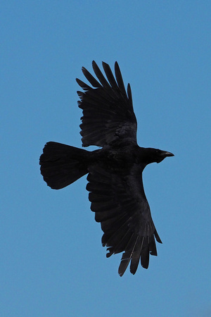Raven - Corax corax