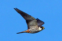 Eurasian hobby - Falco subbuteo