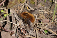 Bee fly - Bombylius major