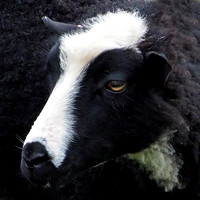 Shetland sheep - Ovis aries