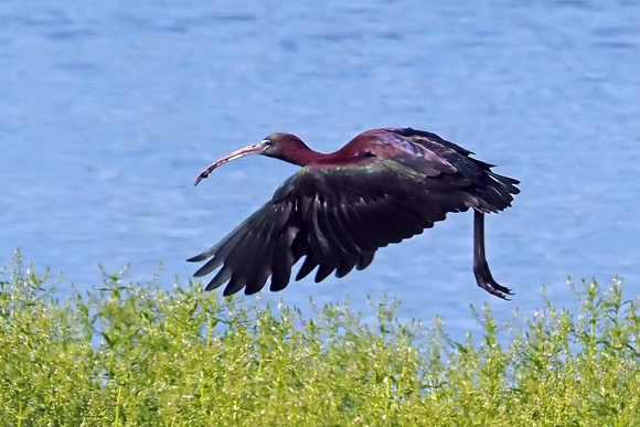 Glossy ibis - Plagadis falcinellus