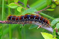 Small eggar caterpillar - Eriogaster lanestris