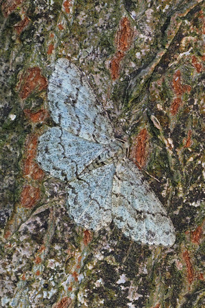 Grey birch - Aethalura punctulata
