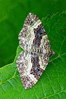 Common carpet moth - Epirrhoe alternata