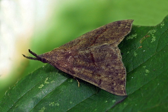 Snout moth - Hypena proboscidalis